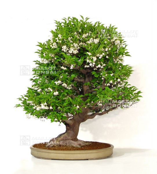 arrivage-de-printemps-styrax-japonica