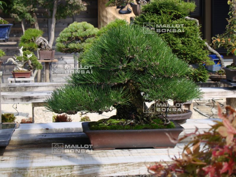 le-jardin-de-me-shiino-kentaro