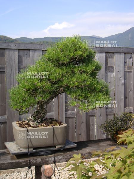le-jardin-de-me-shiino-kentaro