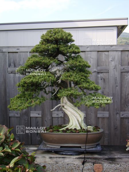 le-jardin-de-me-shiino-kentaro