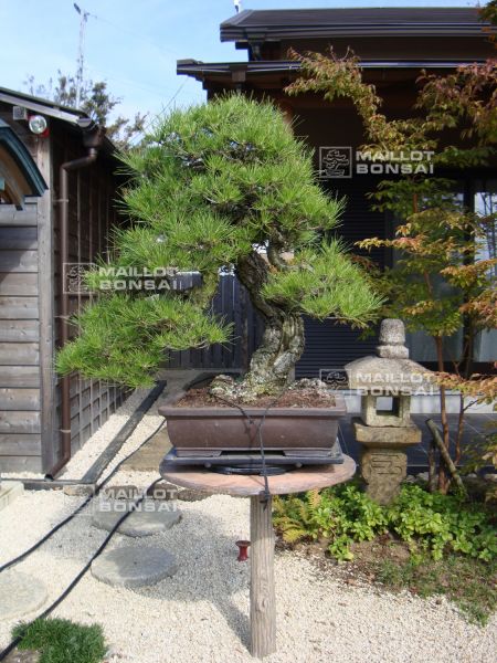 le-jardin-de-me-shiino-kentaro