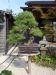 le-jardin-de-maitre-shiino-kentaro