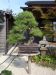 master-kentaro-shiino-s-garden-in-japan