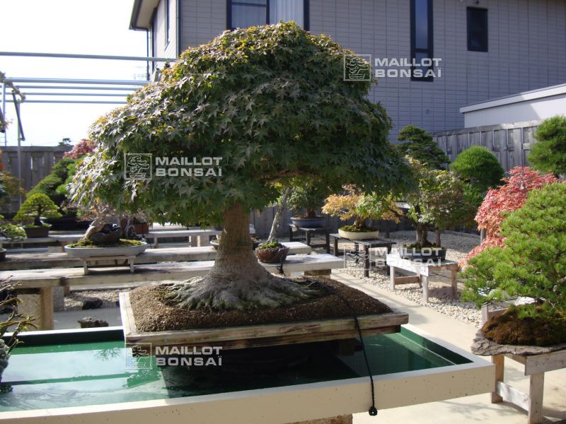 le-jardin-de-me-shiino-kentaro