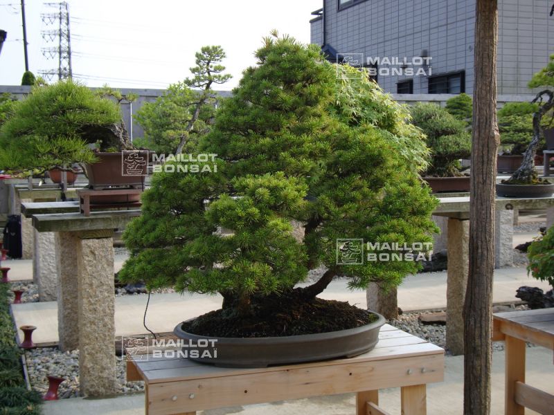 le-jardin-de-me-shiino-kentaro