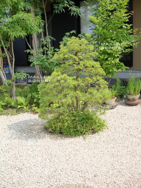 le-jardin-de-me-shiino-kentaro