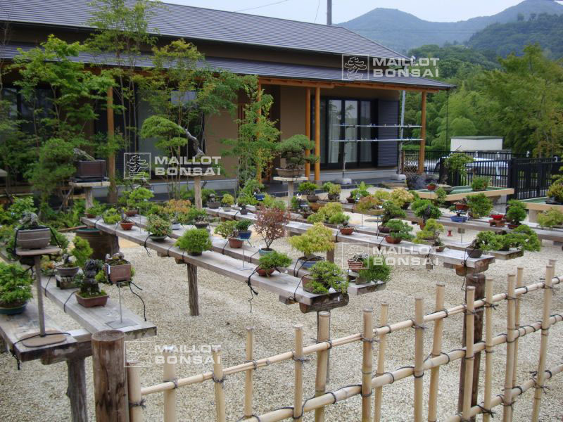 le-jardin-de-me-shiino-kentaro