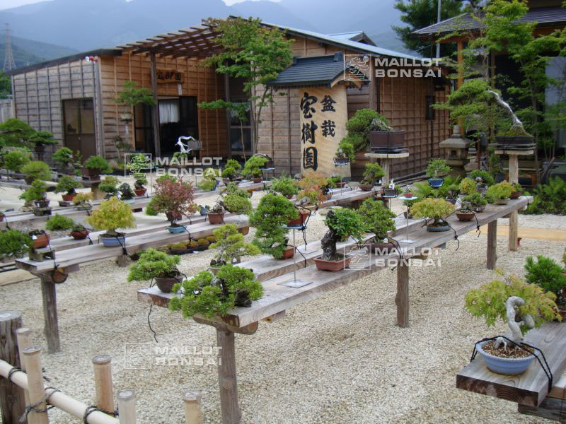 le-jardin-de-me-shiino-kentaro