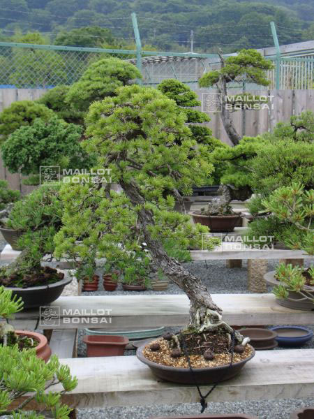 le-jardin-de-me-shiino-kentaro