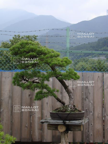 le-jardin-de-me-shiino-kentaro