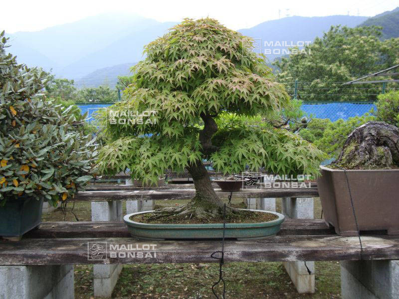 le-jardin-de-me-shiino-kentaro