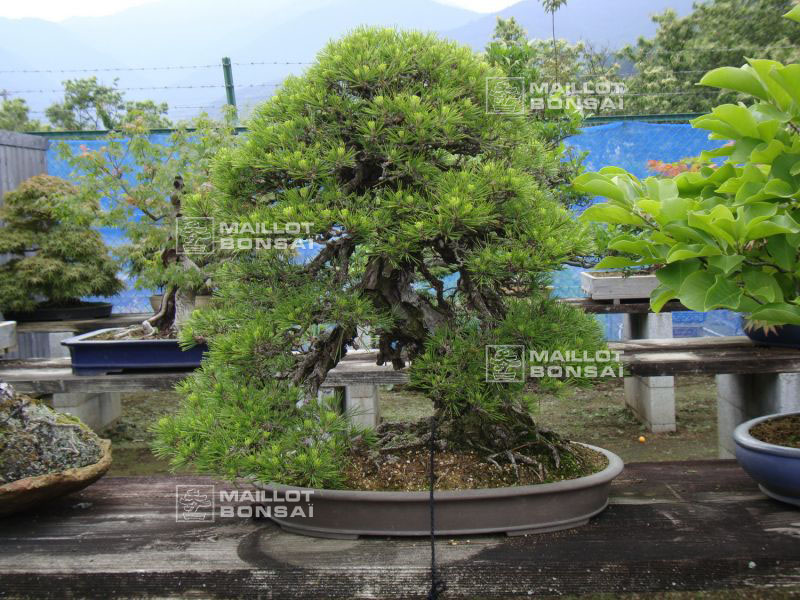 le-jardin-de-me-shiino-kentaro