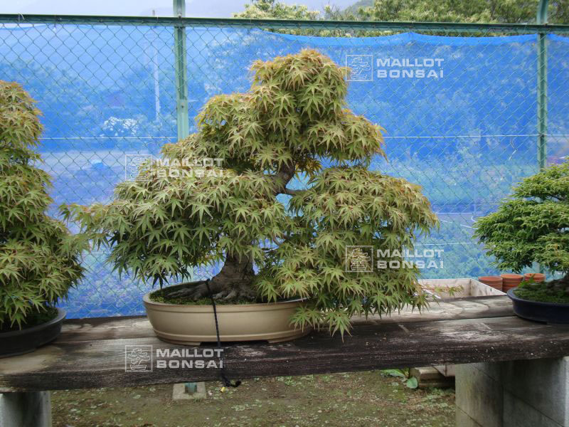 le-jardin-de-me-shiino-kentaro