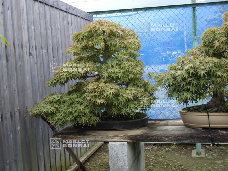 le-jardin-de-me-shiino-kentaro