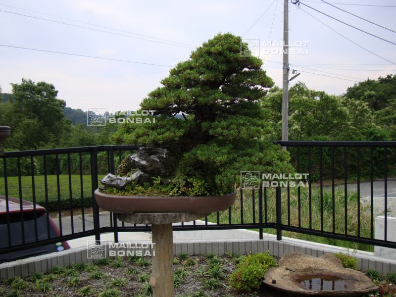 le-jardin-de-me-shiino-kentaro