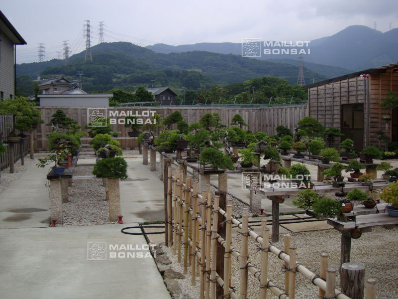 le-jardin-de-me-shiino-kentaro