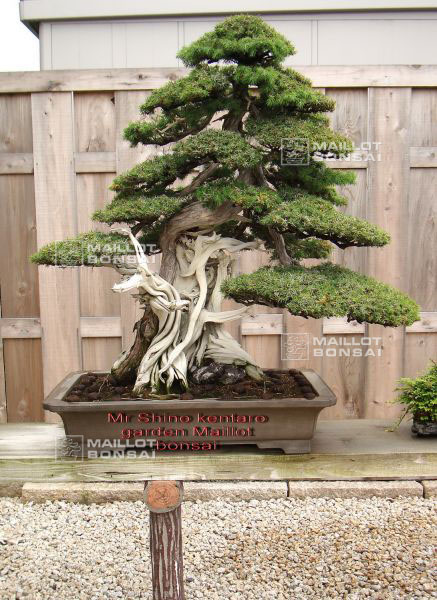 le-jardin-de-me-shiino-kentaro