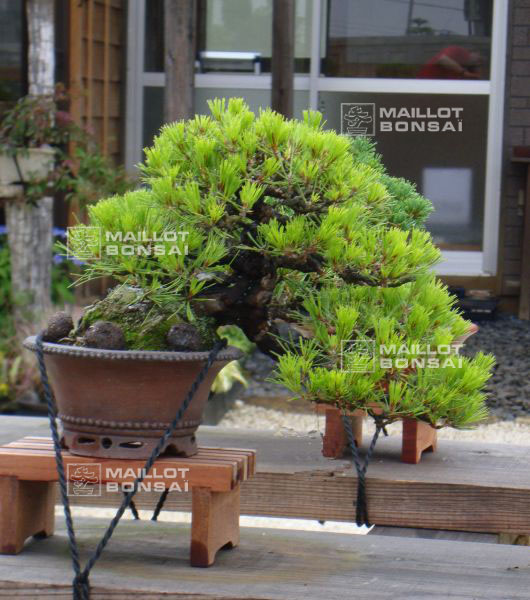 le-jardin-de-me-shiino-kentaro