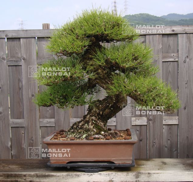 le-jardin-de-me-shiino-kentaro