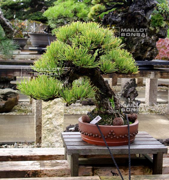 le-jardin-de-me-shiino-kentaro