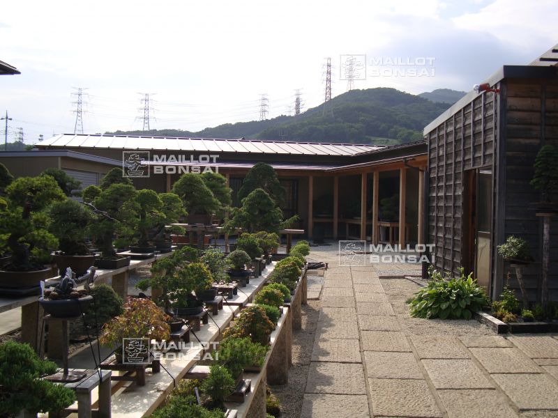 le-jardin-de-me-shiino-kentaro