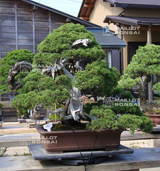 le-jardin-de-me-shiino-kentaro