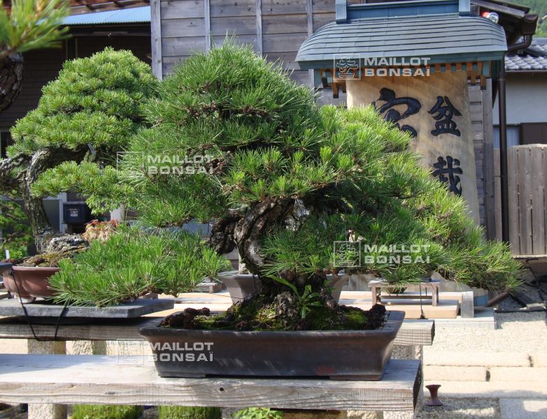 le-jardin-de-me-shiino-kentaro