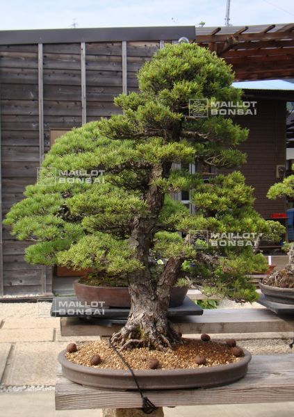 le-jardin-de-me-shiino-kentaro