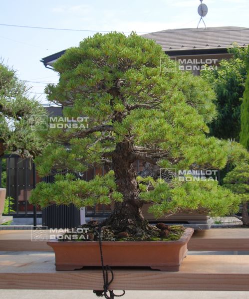 le-jardin-de-me-shiino-kentaro