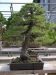 master-kentaro-shiino-s-garden-in-japan