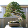 master-kentaro-shiino-s-garden-in-japan