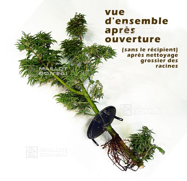 rooter-pot-mode-d-emploi