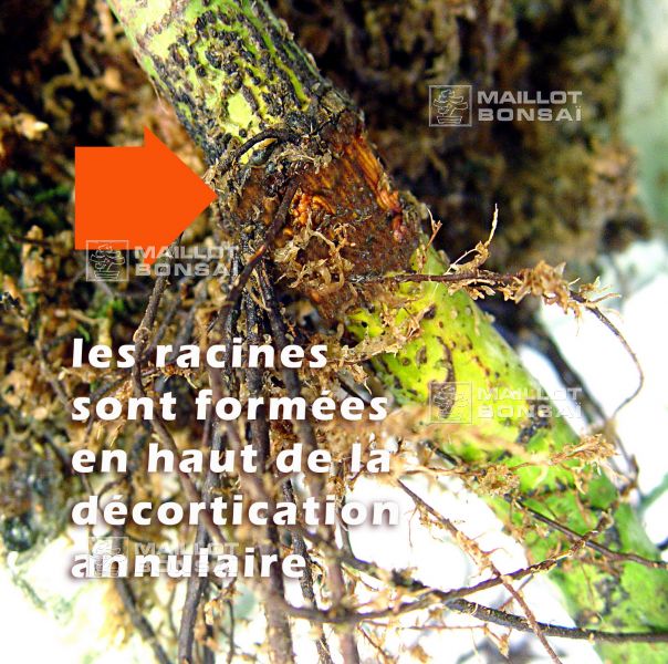 rooter-pot-mode-d-emploi
