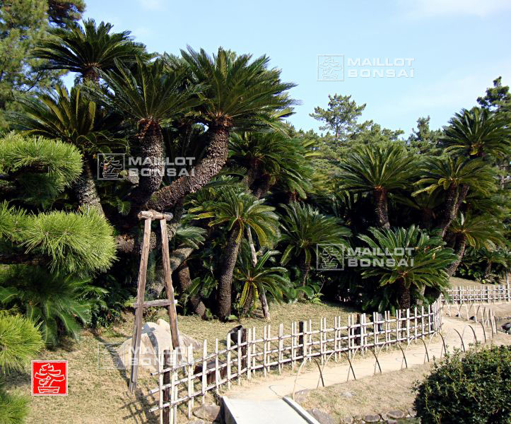 les-cycas