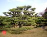 japanese-black-pine