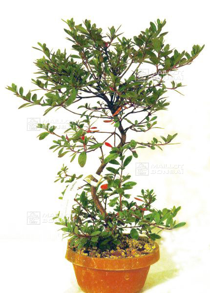 mise-en-forme-d-un-rhododendron