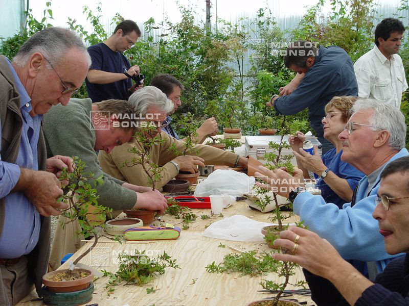mise-en-forme-d-un-rhododendron