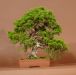 Bonsai tips in pictures: how to shape a juniper tree
