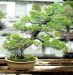 inside-kiyoshi-murakawa-s-bonsai-nursery