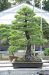 inside-kiyoshi-murakawa-s-bonsai-nursery