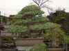le-jardin-de-maitre-murakawa-kiyoshi