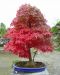 inside-kiyoshi-murakawa-s-bonsai-nursery