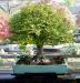 inside-kiyoshi-murakawa-s-bonsai-nursery