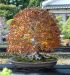 inside-kiyoshi-murakawa-s-bonsai-nursery