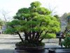 inside-kiyoshi-murakawa-s-bonsai-nursery