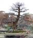 inside-kiyoshi-murakawa-s-bonsai-nursery