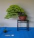 inside-kiyoshi-murakawa-s-bonsai-nursery