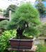 chiharu-imai-s-fabulous-bonsai-garden