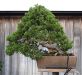 chiharu-imai-s-fabulous-bonsai-garden