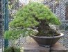 chiharu-imai-s-fabulous-bonsai-garden